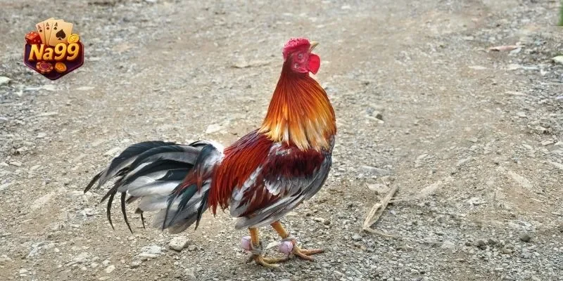 Đa dạng trận đấu, loại hình