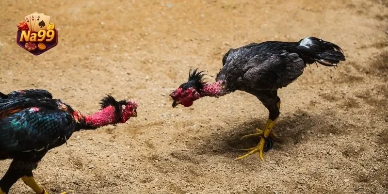 Hướng dẫn tham gia cá cược Đá gà Na99